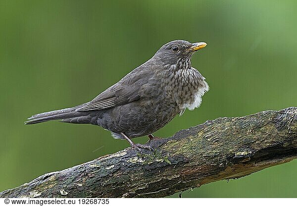 Amsel (Turdus merula) Weibchen sitzt auf einem Ast (Schwarzdrossel)  Common Blackbird adult female sitting on a branch (Ouzel)