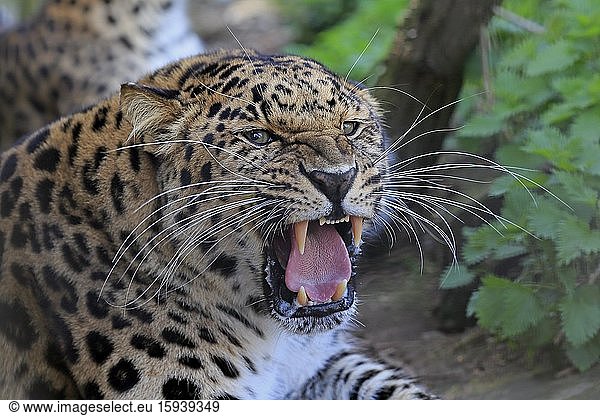 Amurleopard  (Panthera pardus orientalis)  adult  Tierportrait  fauchend  drohend  captive  England  Großbritannien  Europa
