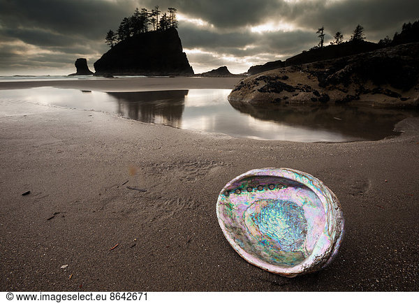 An abalone shell on Second beach  Olympic National Park  Washington  USA