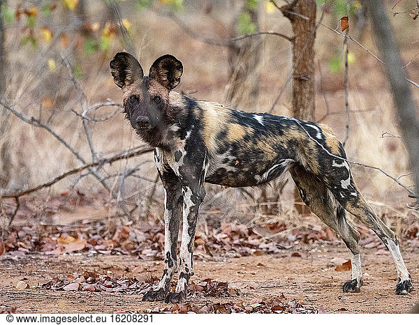 An adult African wild dog (Lycaon pictus)  at a den site in the Save Valley Conservancy  Zimbabwe  Africa