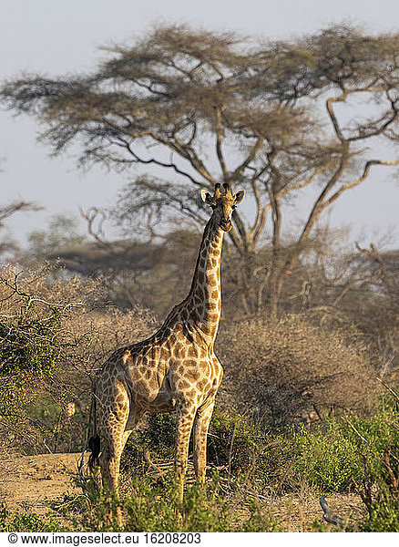 An adult Cape giraffe (Giraffa camelopardalis giraffa)  in the Save Valley Conservancy  Zimbabwe  Africa