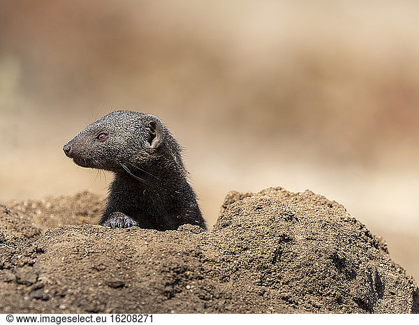 An adult common dwarf mongoose (Helogale parvula)  near its burrow in the Save Valley Conservancy  Zimbabwe  Africa