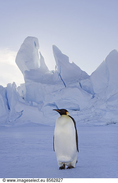 An adult Emperor penguin standing on the ice in shadow  with head turned sideways  on Snow Hill island in the Weddell Sea.