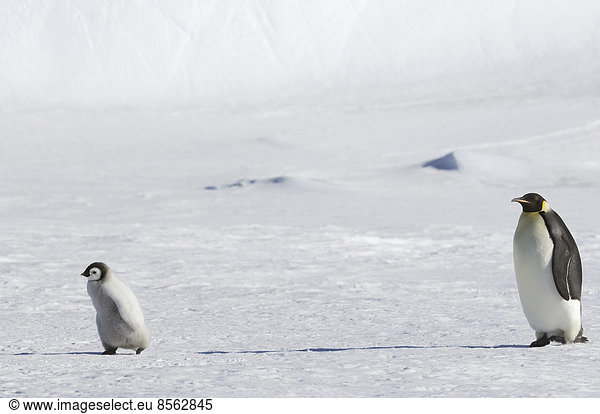 An adult Emperor penguin watching over a baby chick on the ice on Snow Hill island.