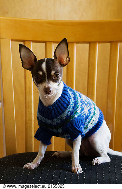 An adult male Chihuahua in a sweater sits on a chair indoors.