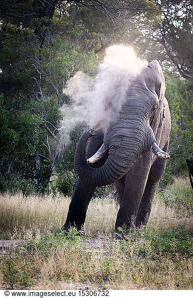 An African elephant bull  Loxodonta africana  sprays sand over itself using its trunk.