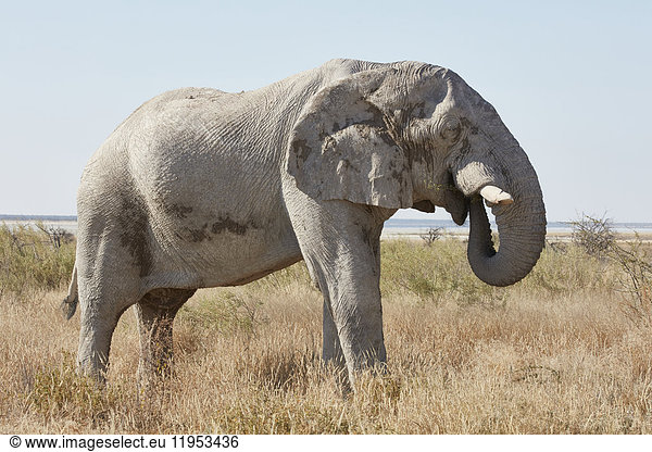 An African elephant  Loxodonta africana  standing in grassland coiling its trunk to feed.
