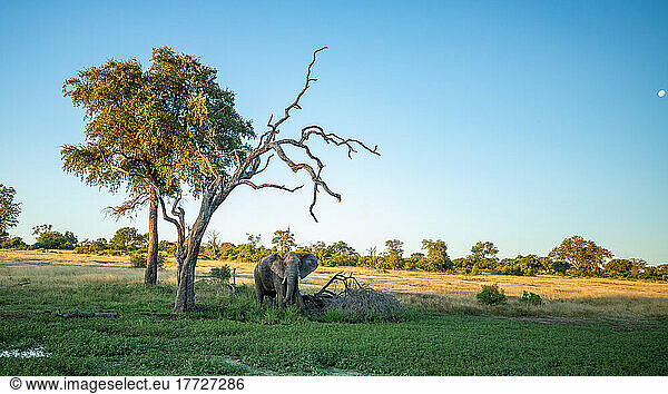 An African elephant  Loxodonta africana  stands on marshland under a dead tree