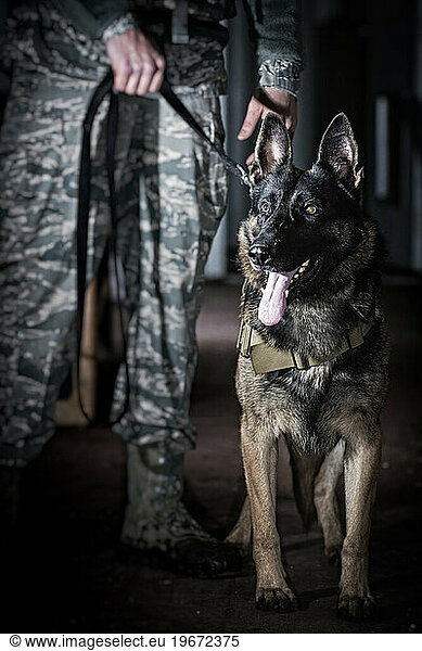 An Air Force Security Forces K-9 handler  and his military working dog  stand together.