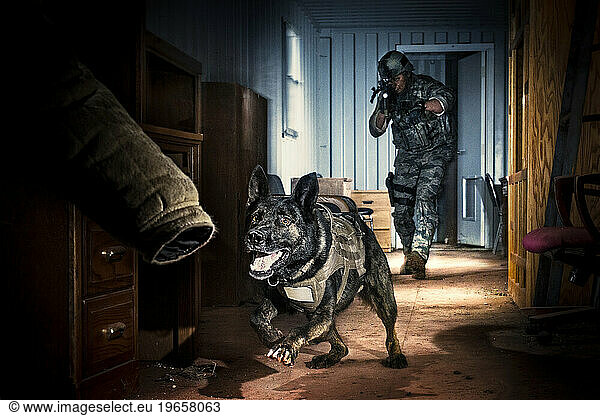An Air Force Security Forces K-9 handler  and his military working dog  track an armed assailant into a trailer home and prepare to take the perpetrator down by force