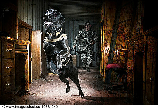 An Air Force Security Forces K-9 handler  and his military working dog  track an armed assailant into a trailer home and prepare to take the perpetrator down by force.