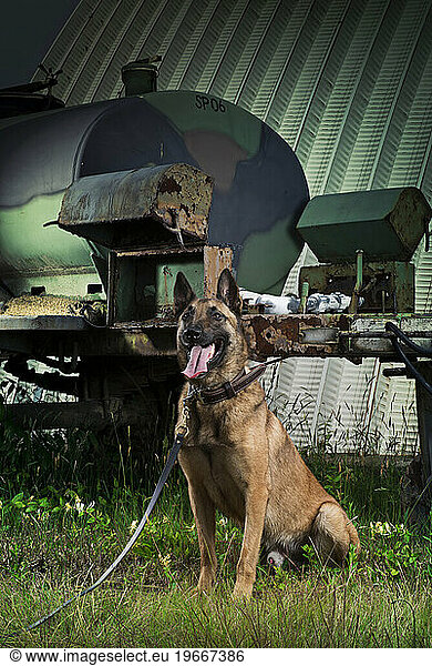 An Air Force Security Forces military working dog poses for a portrait near a water buffalo.