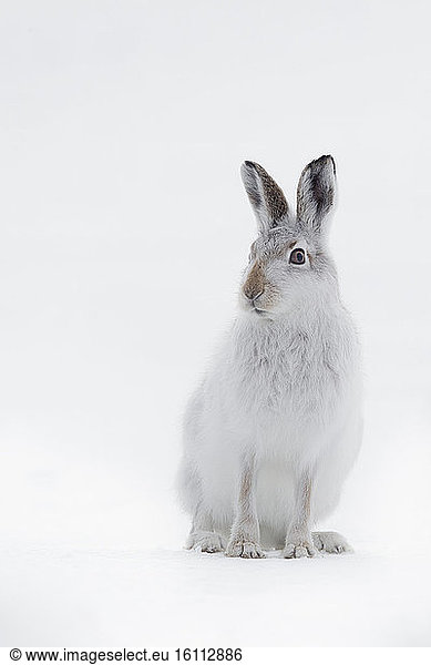 An alert Mountain Hare (Lepus timidus) sits and scans his surroundings in the Cairngorms National Park  UK