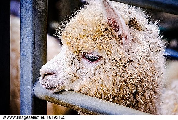 An Alpaca in a holding pen waiting their turn to be judged at a championship show in Lanark  Scotland.