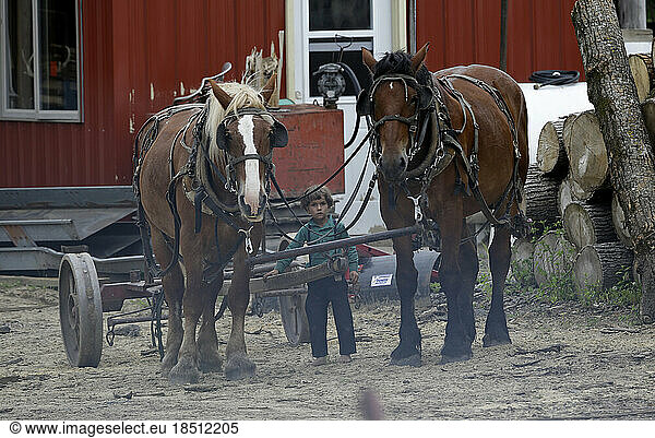 An Amish boy among large horses.