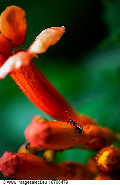 an ant on a orange tube flower outside in a flower garden