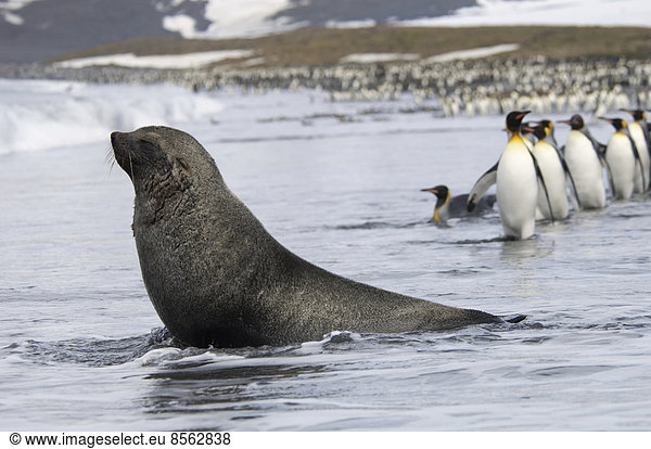 An Antarctic fur seal  Arctocephalus gazella  on the seashore  and a group of King penguins  Aptenodytes patagonicus walking in single file.