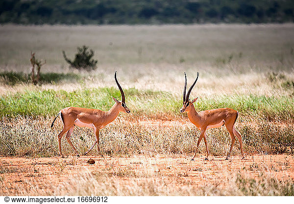 An antelope in the grassland of the savannah in Kenya