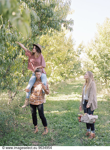 An apple orchard in Utah. Three people picking apples from a tree.