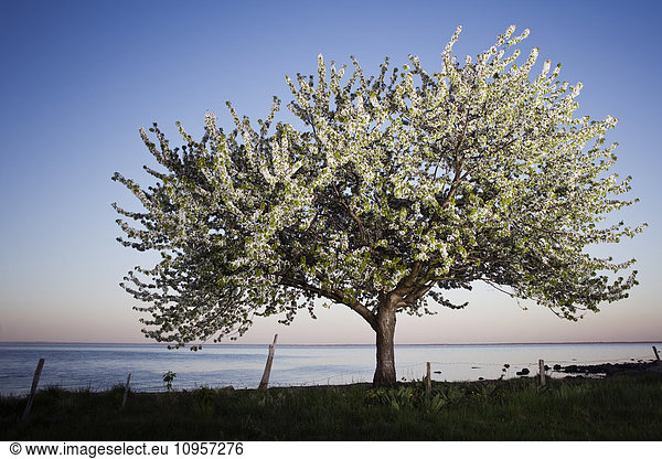 An apple-tree by the sea  Sweden.