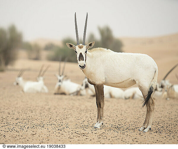 An Arabian Oryx in the Empty Quarter of United Arab Emirates