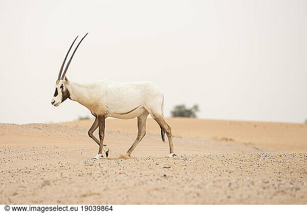 An Arabian Oryx in The Empty Quarter  United Arab Emirates