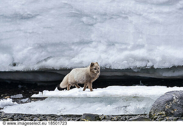 an arctic fox walks on the shoreline between ice blocks