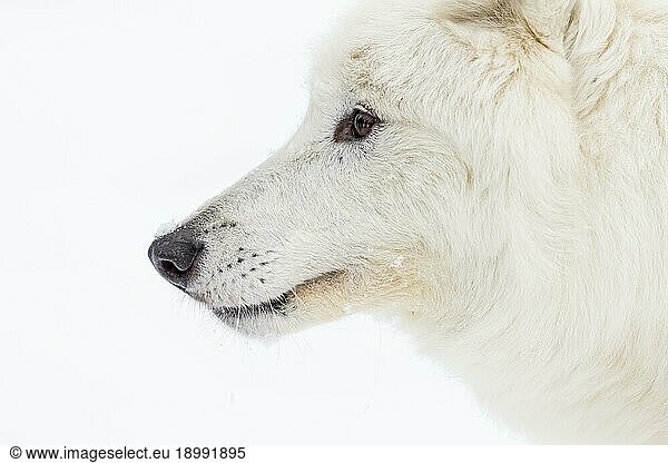 An Arctic Wolf in a snowy forest hunting for prey