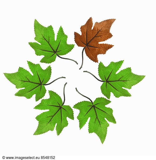 An arrangement of maple leaves in a circle  with one brown one among the green leaves.