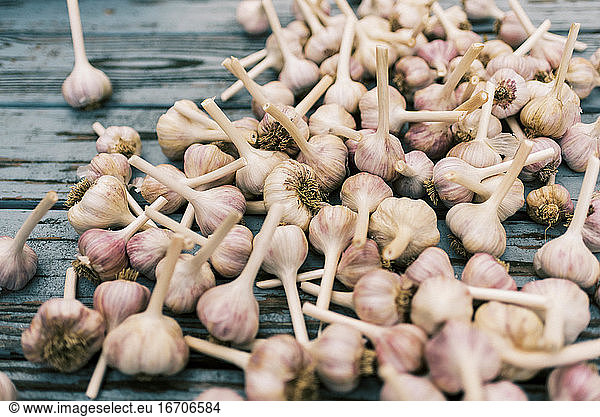 An array of dried Spanish Roja garlic freshly dried and processed