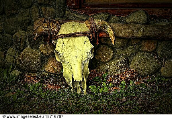 An artistic photo of a skull with horns