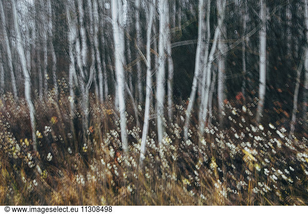 An aspen forest in autumn. Thin white tree trunks of the quaking aspen in low light with autumnal understory.