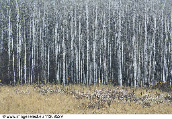 An aspen forest in autumn. Thin white tree trunks of the quaking aspen in low light with autumnal understory.