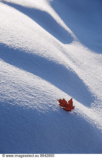 An autumnal red maple leaf lying on snow.