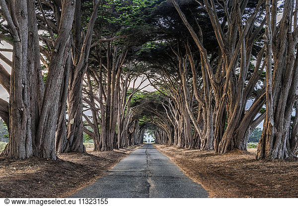 An avenue of trees growing on either side of a road in the Point Reyes National Park  in California.