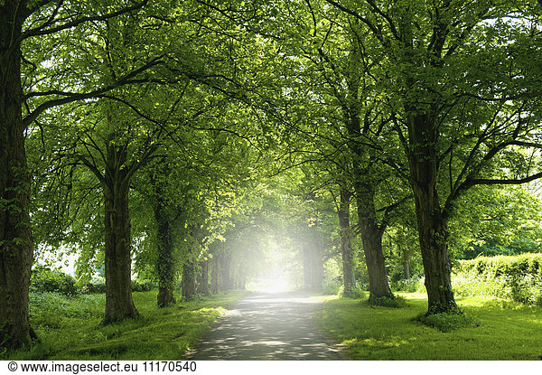 An avenue of trees in summer leaf foliage  and sun shining.