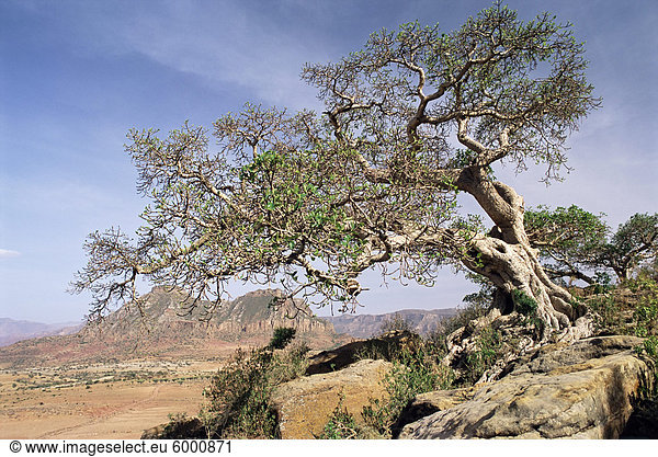 An der Flanke des Mount Workamba,  Tambien Gebiet,  Provinz Tigre,  Äthiopien,  Afrika