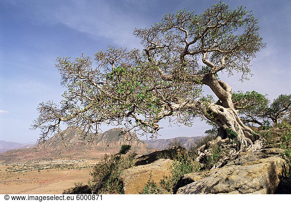 An der Flanke des Mount Workamba Tambien Gebiet Provinz Tigre Äthiopien Afrika