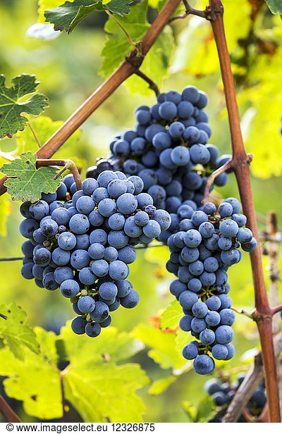 An der Rebe hängende violette Weintrauben; Kalterer  Bozen  Italien