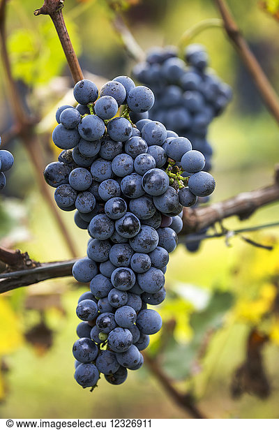 An der Rebe hängende violette Weintrauben; Kalterer  Bozen  Italien