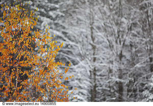 An early snow creates contrast between autumn colours and snow-laden branches; Alton  Ontario  Canada