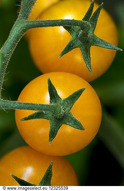 An einer Rebe wachsende Tomaten