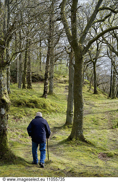 An elderly man using a walking stick  walking through woodland.