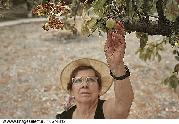 An elderly woman picking fruit from her own urban garden