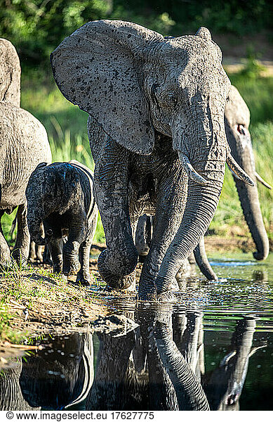 An elephant and calf  Loxodonta africana  run through water  reflection in water