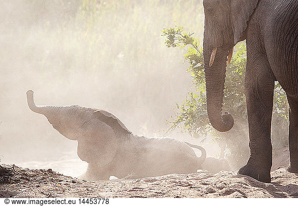 An elephant calf falls down a sandy bank  Loxodonta africana  trunk in the air  an older elephant stands in the foreground