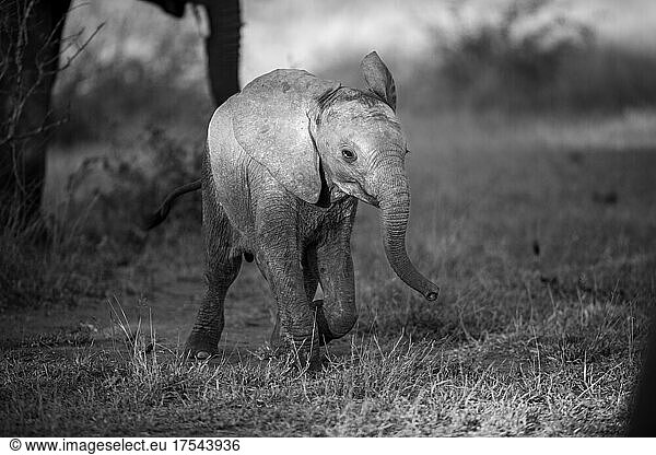 An elephant calf  Loxodonta africana  walks through a clearing