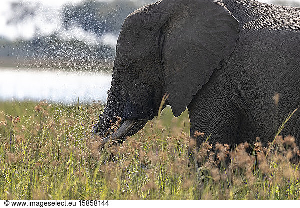 an elephant feeds on grass in a wetland