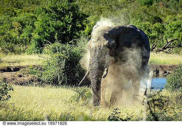 An elephant  Loxodonta africana  dust bathing.