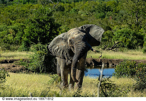 An elephant  Loxodonta africana  shaking its head.